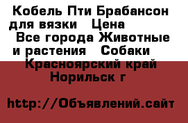 Кобель Пти Брабансон для вязки › Цена ­ 30 000 - Все города Животные и растения » Собаки   . Красноярский край,Норильск г.